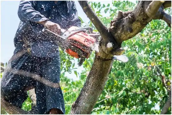 tree services Lacomb